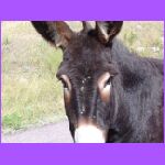 Donkey Looking In My Window.jpg